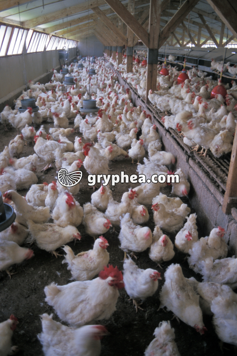 Elevage poules - gryphea.org